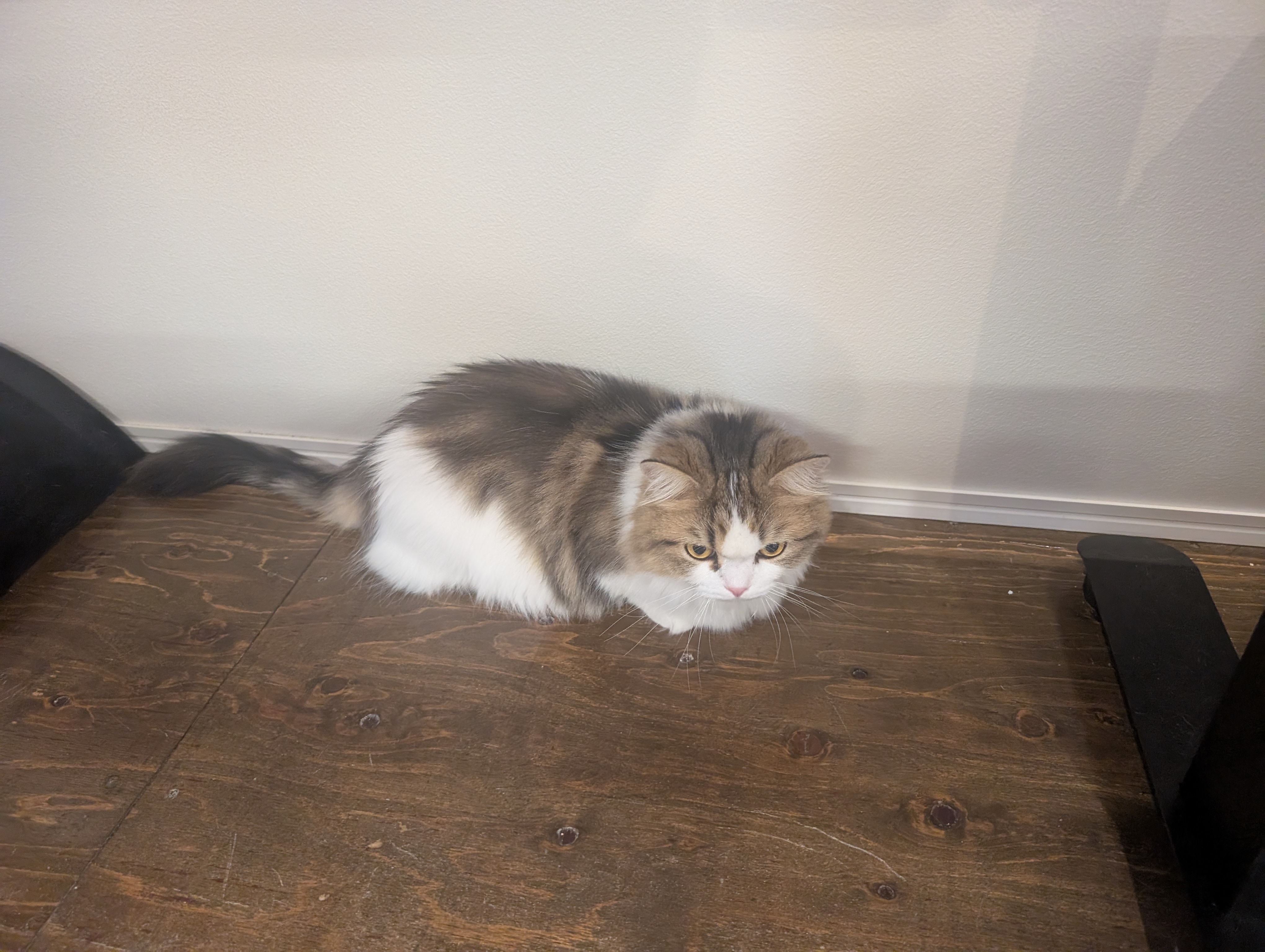 オフィス猫ラムネが白い壁ぎわの木の机の上で、しせいを低くしてじっと下を見つめている一枚