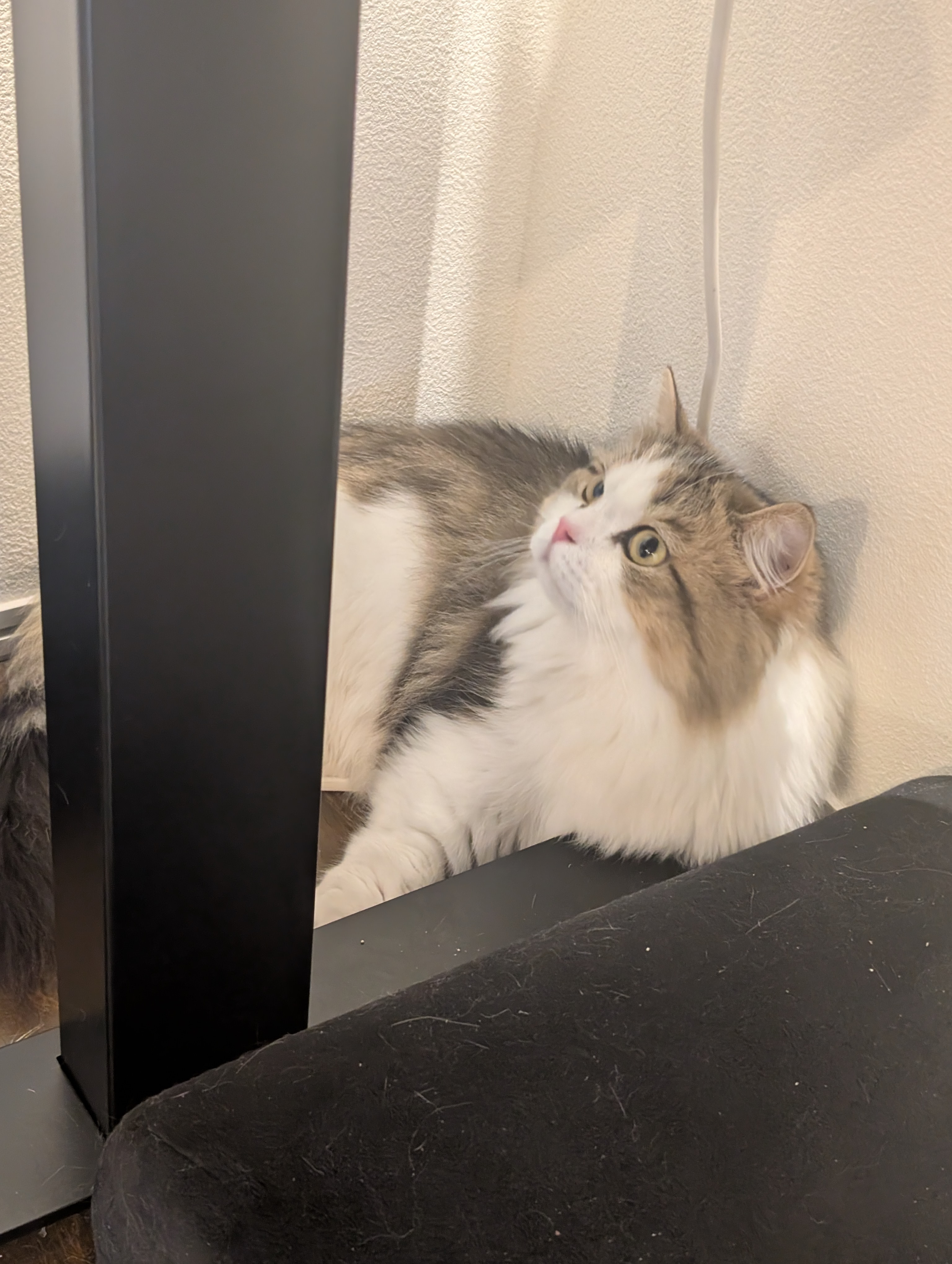 テーブルのそばで見上げるまなざし