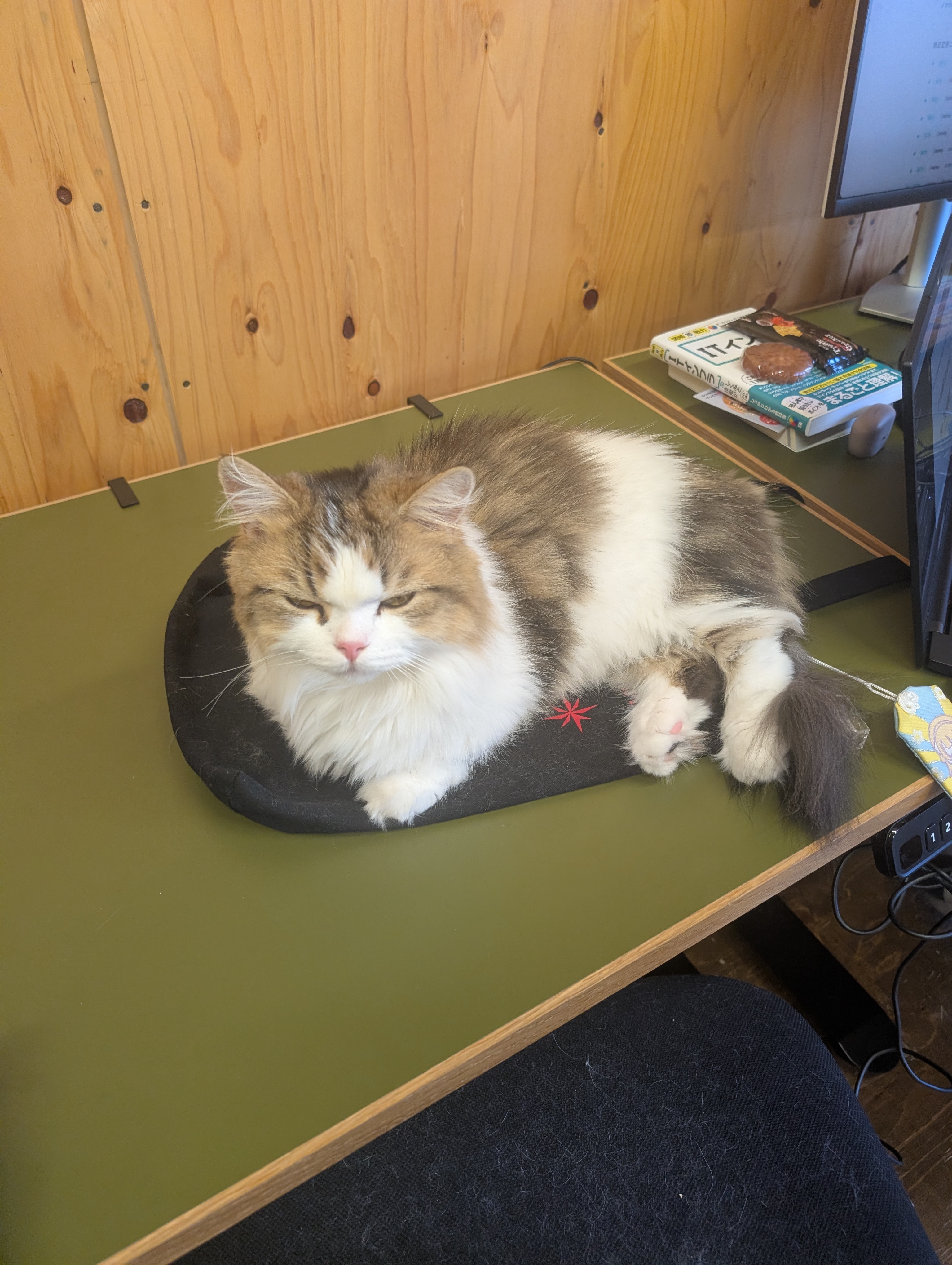 オフィス猫ラムネが木の机の手首まくらの上でからだをまるめ、じっとこちらを見つめている一枚