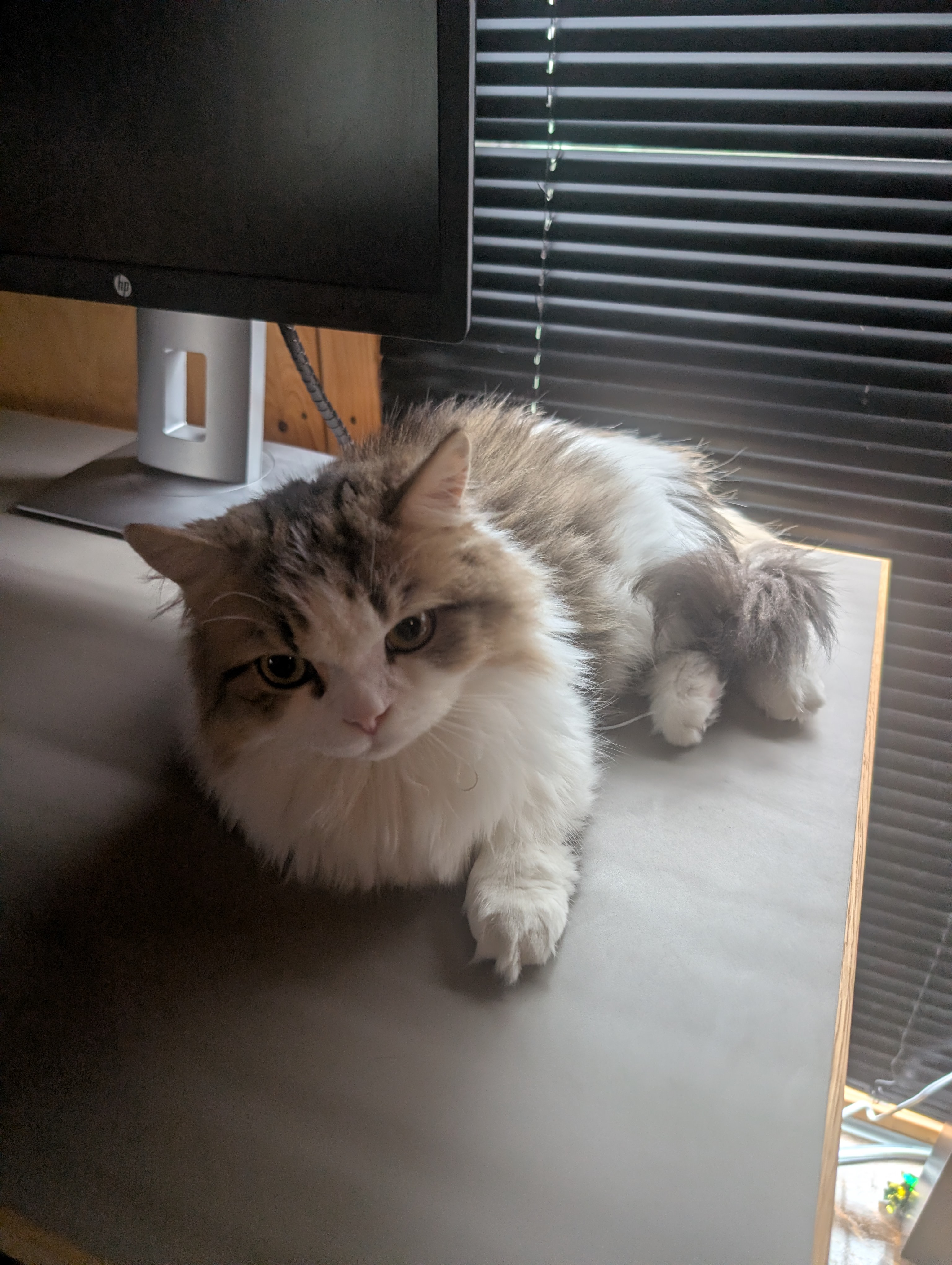 オフィス猫ラムネがデスクの上でモニターのそばに寝そべり、まんまるの目でこちらを見つめている一枚